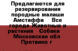 Предлагаются для резервирования породные малаши Амстаффа  - Все города Животные и растения » Собаки   . Московская обл.,Протвино г.